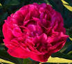 Paul M Wild Peony 3-5 eye - Click Image to Close